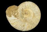 Jurassic Ammonite (Perisphinctes) Fossil - Madagascar #182008-1